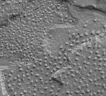 PSII and LHCII Freeze Fracture faces observed by TEM